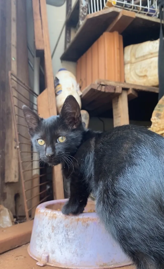 Gato raça SRD-ViraLata idade 2 a 6 meses nome Macho ou fêmea, nao sabemos, BEBÊ