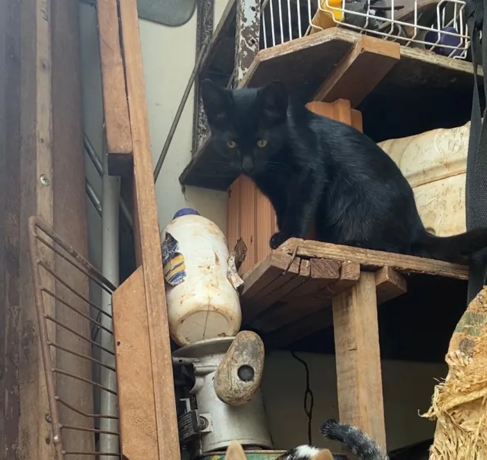 Gato raça SRD-ViraLata idade 2 a 6 meses nome Macho ou fêmea, nao sabemos, BEBÊ