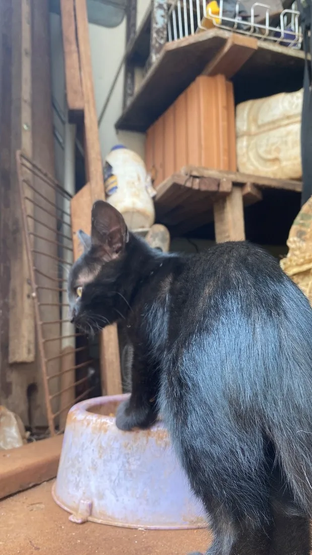 Gato raça SRD-ViraLata idade 2 a 6 meses nome Macho ou fêmea, nao sabemos, BEBÊ