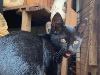 Gato raça SRD-ViraLata idade 2 a 6 meses nome Macho ou fêmea, nao sabemos, BEBÊ
