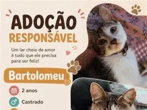 Cachorro raça  idade 2 anos nome Bartolomeu