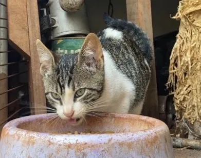 Gato raça SRD-ViraLata idade 2 a 6 meses nome macho ou fêmea não sabemos BEBÊ 