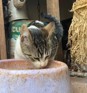 Gato raça SRD-ViraLata idade 2 a 6 meses nome macho ou fêmea não sabemos BEBÊ 