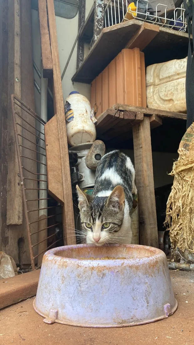 Gato raça SRD-ViraLata idade 2 a 6 meses nome macho ou fêmea não sabemos BEBÊ 