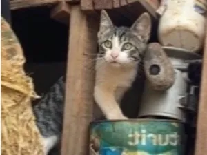Gato raça SRD-ViraLata idade 2 a 6 meses nome macho ou fêmea não sabemos BEBÊ 