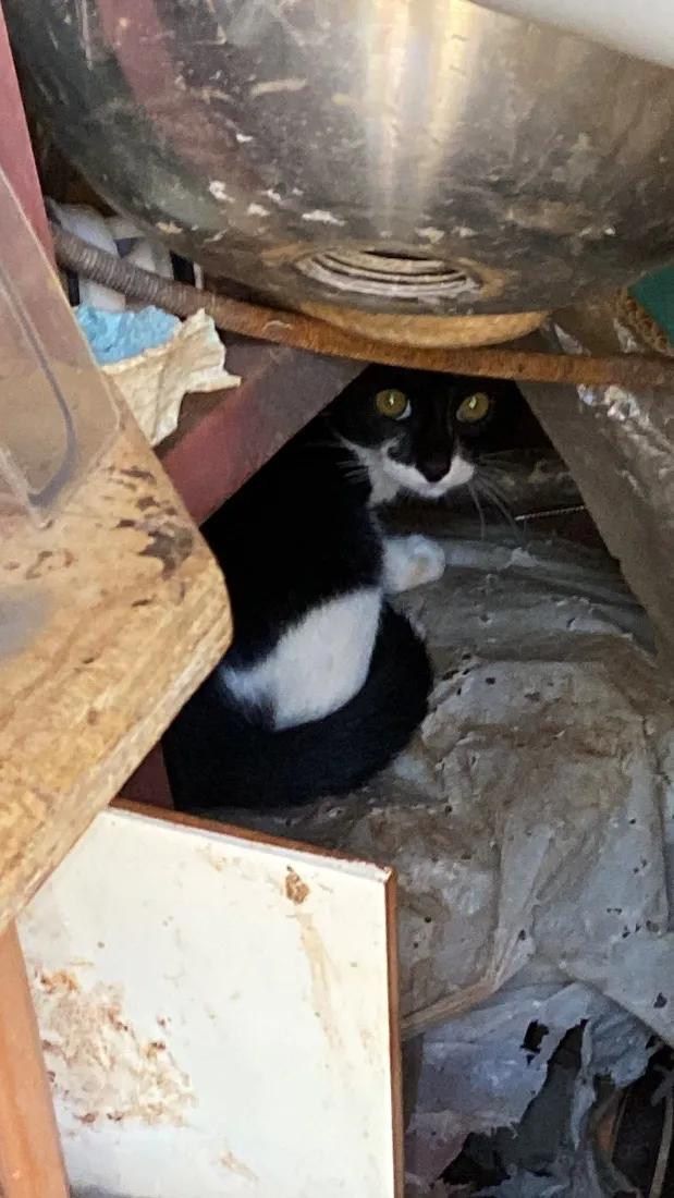 Gato raça SRD-ViraLata idade 2 a 6 meses nome macho ou fêmea, não sabemos BEBÊ 