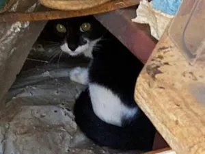Gato raça SRD-ViraLata idade 2 a 6 meses nome macho ou fêmea, não sabemos BEBÊ 
