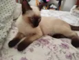 Buduguinho 