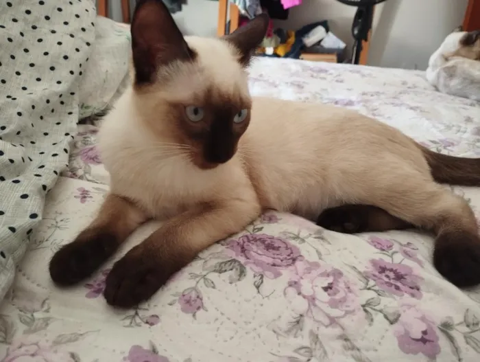 Gato raça Siamês idade 2 a 6 meses nome Buduguinho 