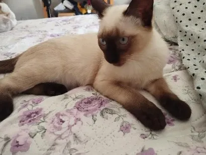 Gato raça Siamês idade 2 a 6 meses nome Buduguinho 