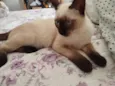Buduguinho