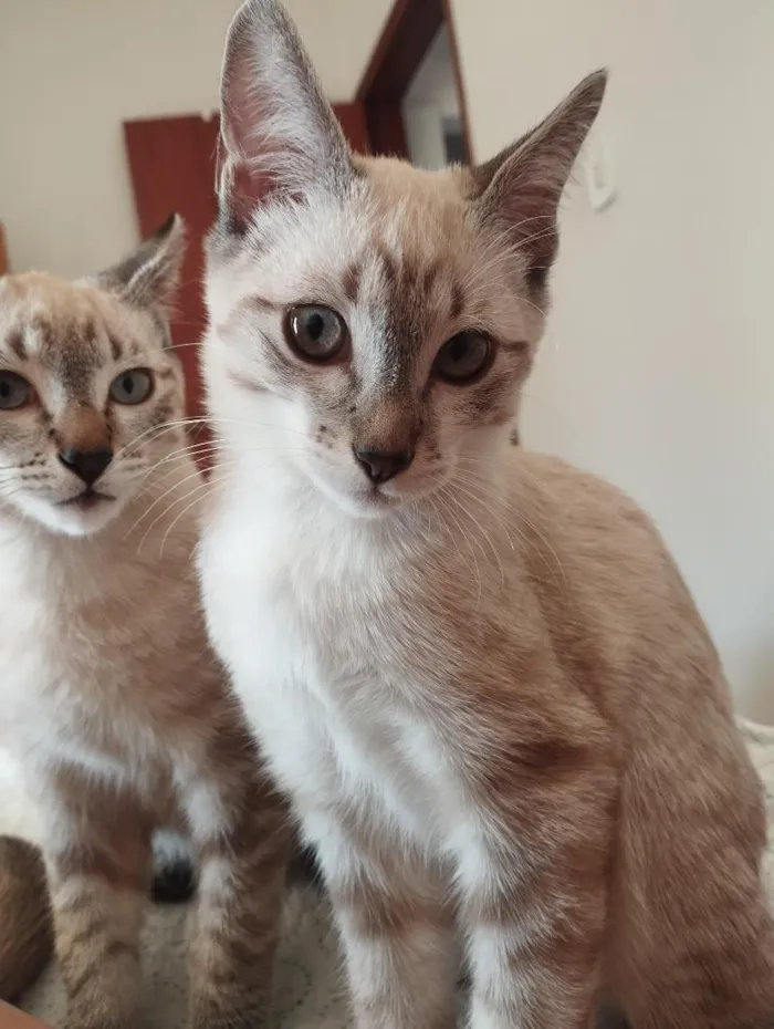 Gato raça SRD-ViraLata idade 2 a 6 meses nome Frederico e Serafino 