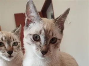 Gato raça SRD-ViraLata idade 2 a 6 meses nome Frederico e Serafino 