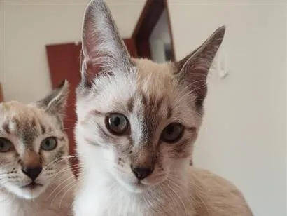 Gato raça SRD-ViraLata idade 2 a 6 meses nome Frederico e Serafino 
