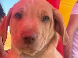 Cachorro raça Labrador idade 2 a 6 meses nome Bob