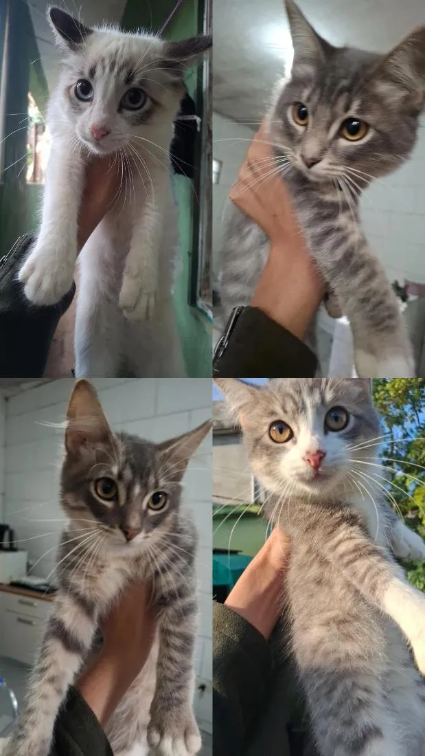 Gato raça SRD-ViraLata idade 2 a 6 meses nome Pandora e Bob