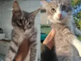 Pandora e Bob