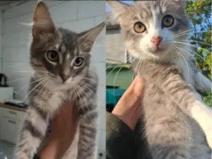 Gato raça SRD-ViraLata idade 2 a 6 meses nome Pandora e Bob