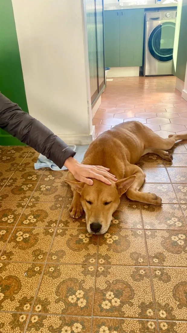 Cachorro raça SRD-ViraLata idade 2 a 6 meses nome Caramela