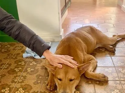 Cachorro raça SRD-ViraLata idade 2 a 6 meses nome Caramela