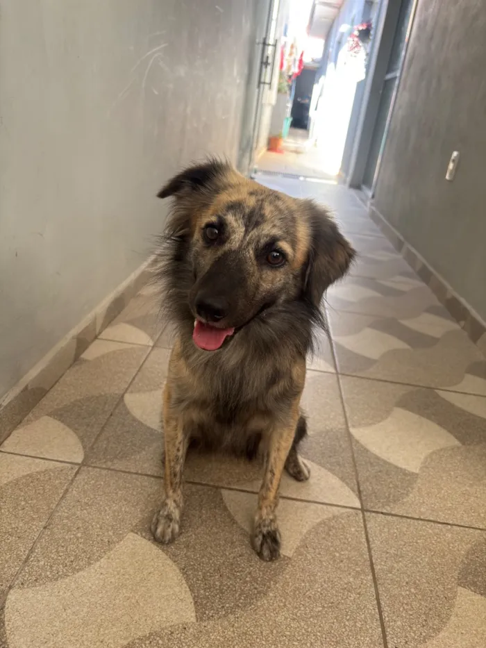 Cachorro raça SRD-ViraLata idade 2 anos nome Anakin