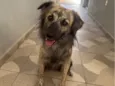 Anakin
