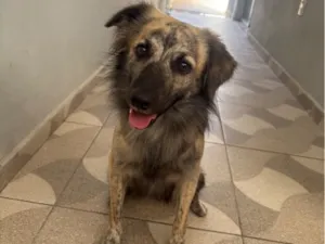 Cachorro raça SRD-ViraLata idade 2 anos nome Anakin