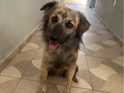 Cachorro raça SRD-ViraLata idade 2 anos nome Anakin