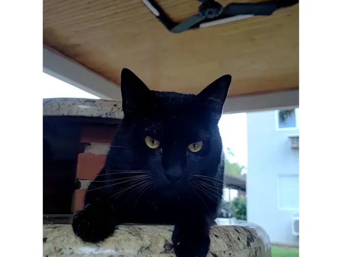 Gato raça SRD-ViraLata idade  nome Bento 