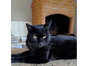 Gato raça SRD-ViraLata idade  nome Bento 