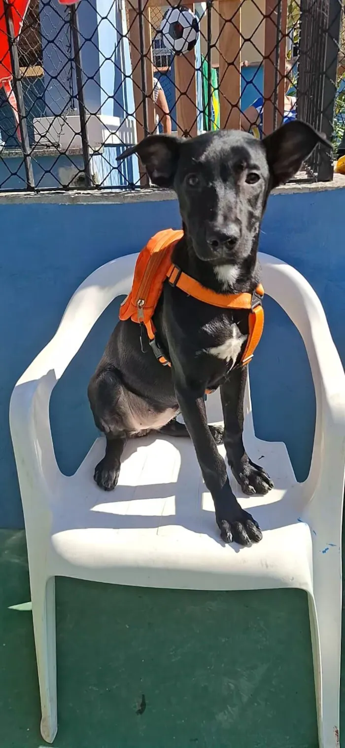 Cachorro raça SRD-ViraLata idade 2 a 6 meses nome Feijão