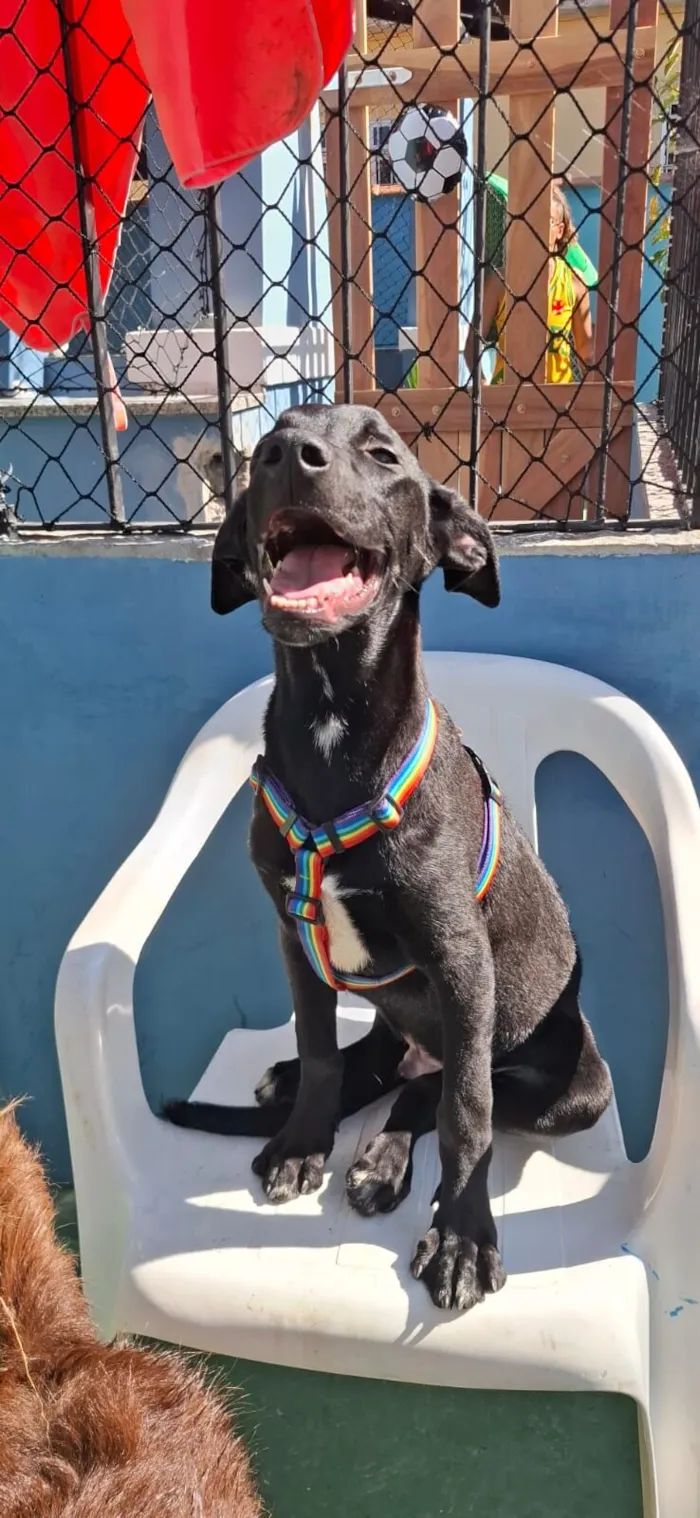 Cachorro raça SRD-ViraLata idade 2 a 6 meses nome Feijão