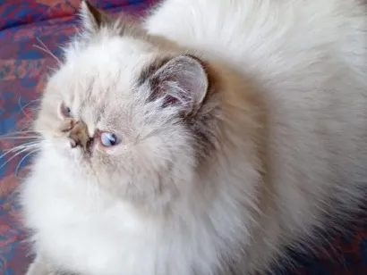 Gato raça Persa idade 3 anos nome GRACE