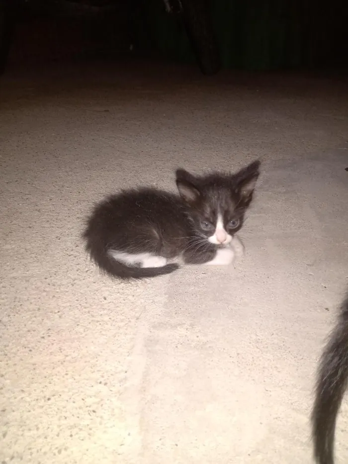 Gato raça SRD-ViraLata idade Abaixo de 2 meses nome bichano