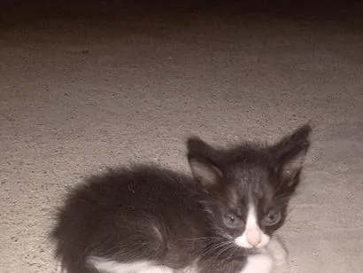 Gato raça SRD-ViraLata idade Abaixo de 2 meses nome bichano