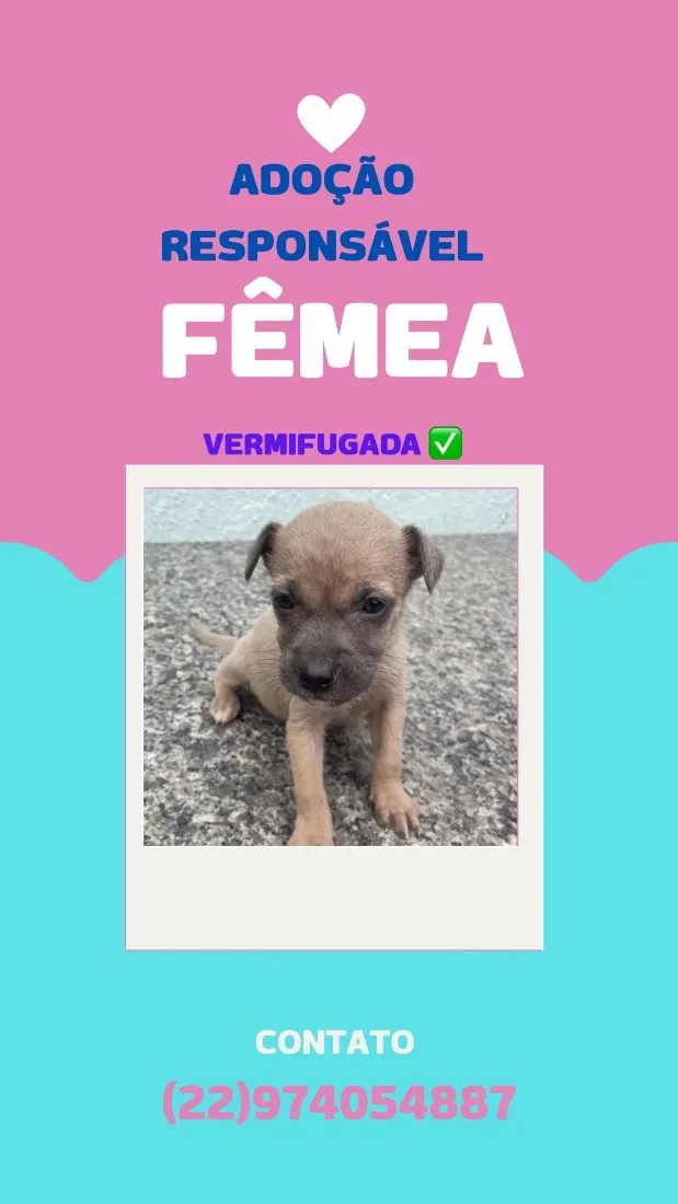 Cachorro raça SRD-ViraLata idade Abaixo de 2 meses nome sem nome