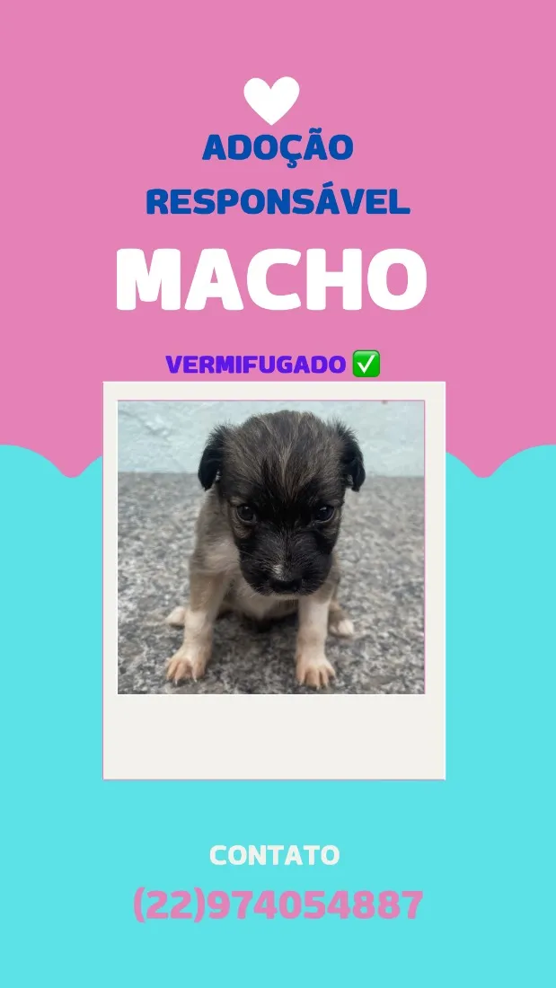 Cachorro raça SRD-ViraLata idade Abaixo de 2 meses nome sem nome