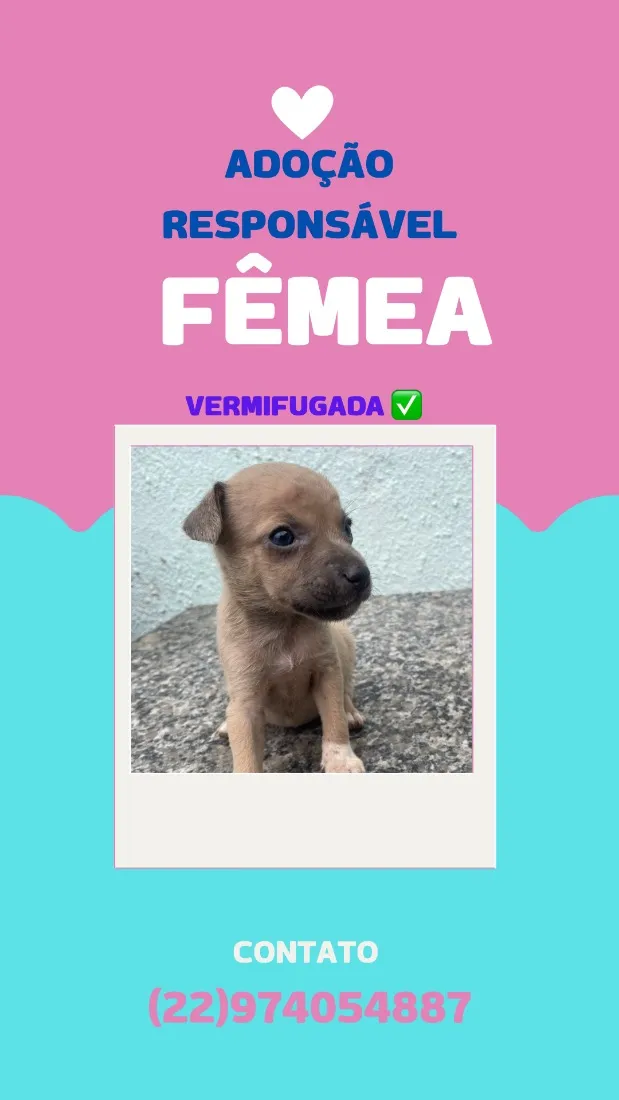 Cachorro raça SRD-ViraLata idade Abaixo de 2 meses nome sem nome