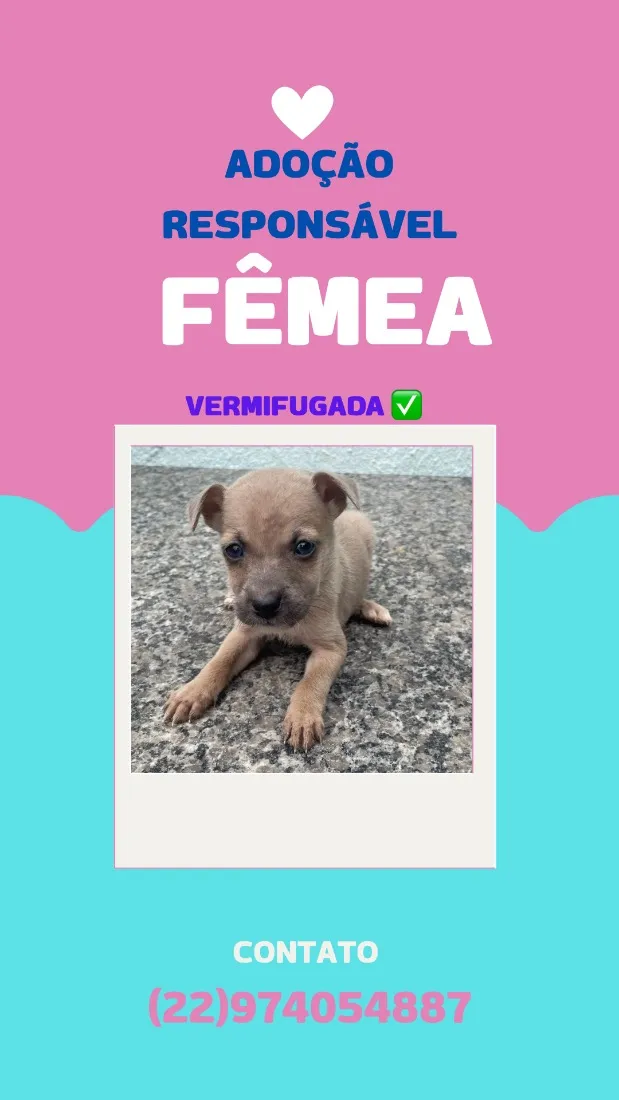 Cachorro raça SRD-ViraLata idade Abaixo de 2 meses nome sem nome