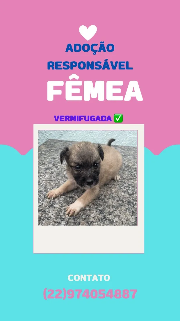 Cachorro raça SRD-ViraLata idade Abaixo de 2 meses nome sem nome