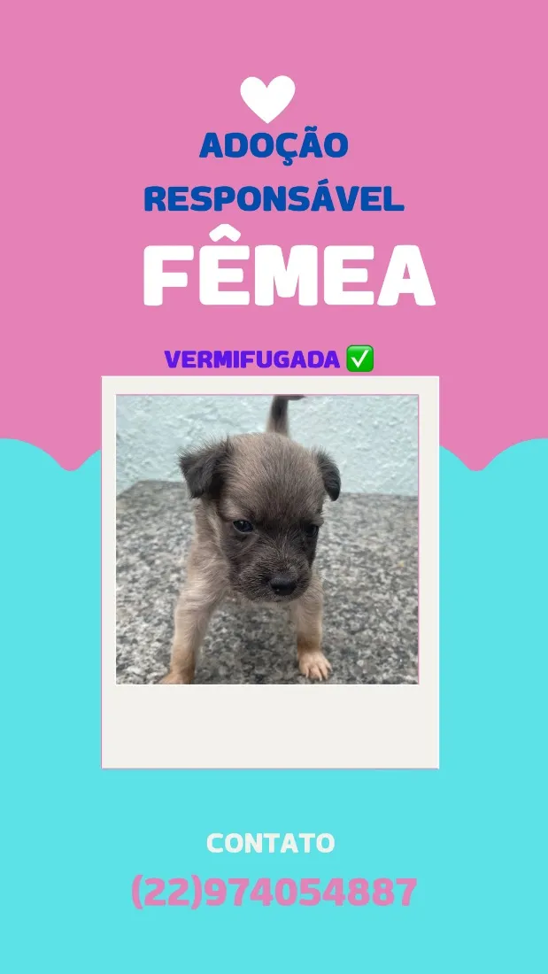 Cachorro raça SRD-ViraLata idade Abaixo de 2 meses nome sem nome