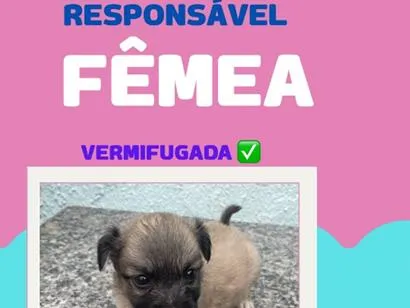 Cachorro raça SRD-ViraLata idade Abaixo de 2 meses nome sem nome
