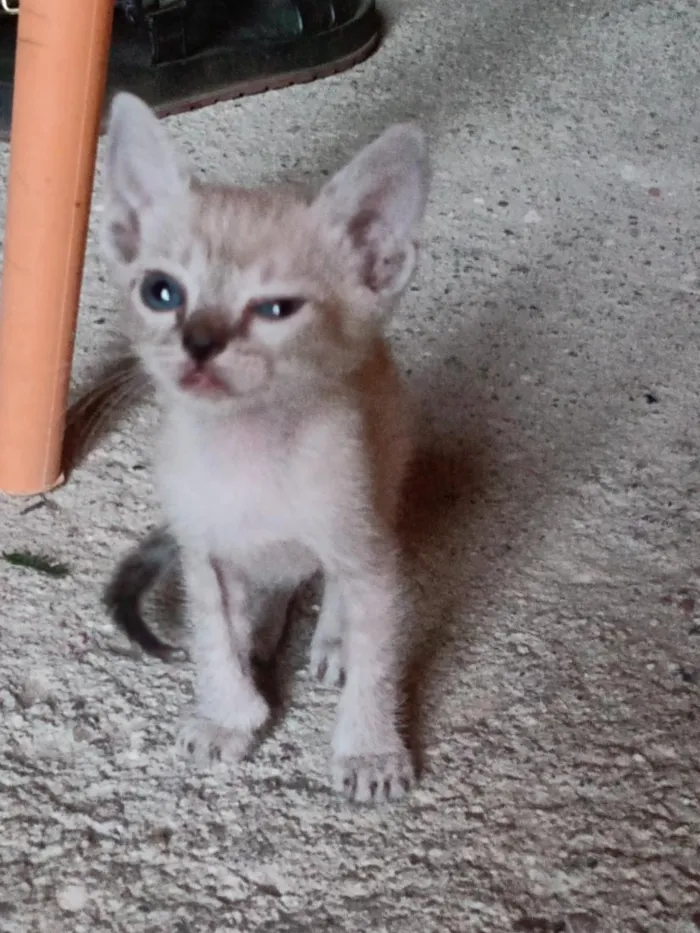 Gato raça SRD-ViraLata idade Abaixo de 2 meses nome neve clara