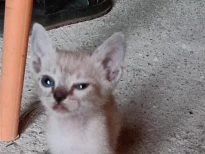 Gato raça SRD-ViraLata idade Abaixo de 2 meses nome neve clara