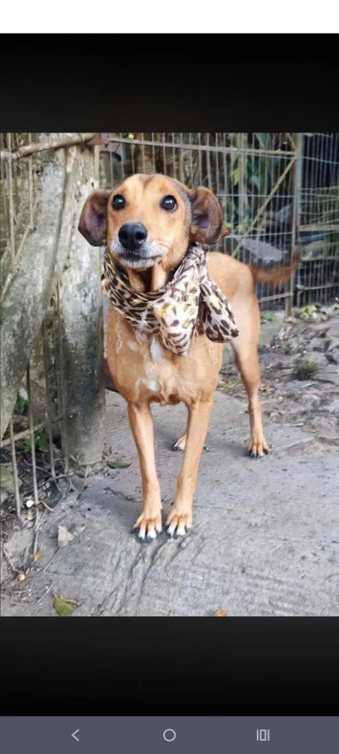 Cachorro raça SRD-ViraLata idade 6 ou mais anos nome Amora