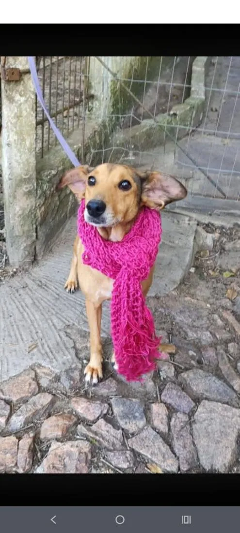 Cachorro raça SRD-ViraLata idade 6 ou mais anos nome Amora
