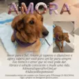 Amora