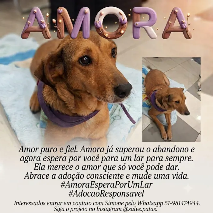 Cachorro raça SRD-ViraLata idade 6 ou mais anos nome Amora