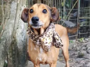 Cachorro raça SRD-ViraLata idade 6 ou mais anos nome Amora