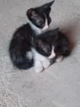 bichanos 